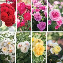 Collage de diferentes tipos de rosas: rojas, rosas, blancas y amarillas, mostrando la diversidad de sus pétalos y formas.
