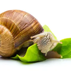 Una lumaca con la sua conchiglia marrone si sta nutrendo di foglie verdi. Questo ci mostra cosa mangiano le lumache: vegetazione fresca.