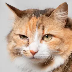 Gros plan sur un chat tigré aux yeux verts, l'un d'eux semble irrité, peut-être une conjonctivite chat.