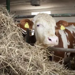 Krowa mleczna z żółtą kolczyką, obok sterty słomy. Zastanawiasz się, ile kosztuje krowa mleczna?