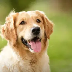 Czy golden retriever nadaje się do bloku? Oto co musisz wiedzieć
