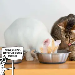 Zwei Katzen fressen aus Näpfen. Eine weiße Katze mit orangefarbenen Flecken und eine getigerte Katze. Ein Cartoon-Kätzchen mit Brille hält ein Schild: "Deine Checkliste für gutes Futter!".