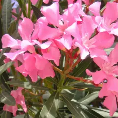 Kwitnący oleander po przycinaniu. Różowe kwiaty i ciemnozielone liście tworzą bujną kompozycję.