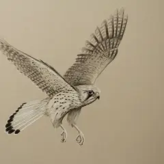 Zeichnung eines Turmfalken im Flug, bereit zur Jagd während der Brutzeit.