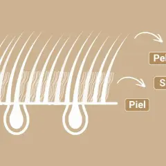 Ilustración de la piel y el pelaje de un perro, mostrando el pelo primario, subpelo y la piel.