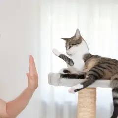 Mujer enseña a su gato a dar la pata. El gato, en su rascador, levanta una pata en respuesta. Un ejemplo de adiestrar gatos.