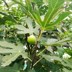 Un giovane fico verde pende da un ramo, circondato da foglie lussureggianti. La mosca del fico, sebbene invisibile, è una presenza costante in questo ecosistema.