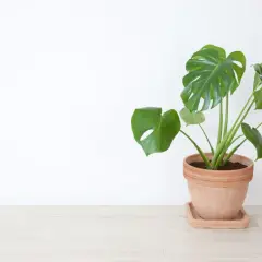 Monstera w glinianej doniczce na jasnej podłodze. Czy monstera uczula? Ta roślina jest bezpieczna dla większości ludzi.