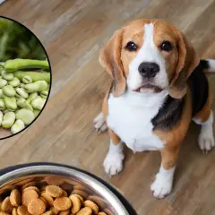 Czy pies może bob? Beagle siedzi obok miski z karmą, a w okręgu widać fasolkę.