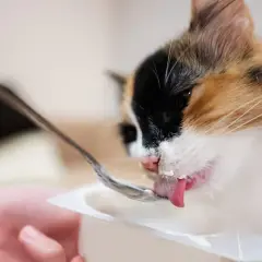 Gato tricolor saborea yogur de una cuchara, demostrando que los gatos pueden comer yogur.
