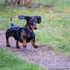 Un ágil perro salchicha sin pelo, con un arnés negro, corre por un sendero de grava rodeado de hierba verde.