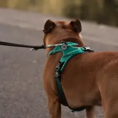 Perro marrón con un arnés turquesa y correa negra, listo para un paseo.