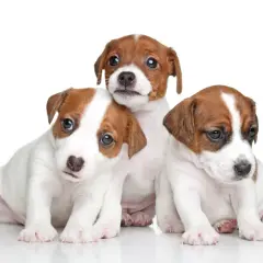 Jak wytresować jack russell terrier, aby uniknąć problemów behawioralnych
