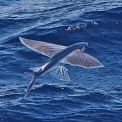 Un pez volador surca el océano con sus alas extendidas, desafiando la gravedad en un salto espectacular sobre las olas azules.