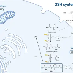 Schemat syntezy glutationu (GSH) w cytoplazmie. Pokazuje, jak glutaminian, cysteina i glicyna łączą się, tworząc GSH.