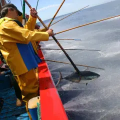Un pescador con traje amarillo saca un bonito del norte del agua.