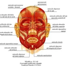 Cómo son los músculos de la cara y su impacto en las emociones