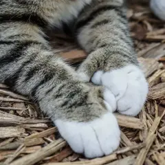 Łapki pręgowanego kota, który jest polydactyl, leżą na drewnianej ściółce.