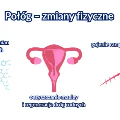 Kiedy oddać krew po porodzie? 6 miesięcy to początek sprawdź!