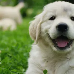 Idealne imię dla golden retrievera: 100+ inspiracji i porad