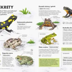 Ilustracja przedstawia różne gatunki płazów występujących w Polsce, m.in. salamandrę, ropuchę i żaby.