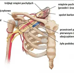 Anatomia górnego otworu klatki piersiowej: tętnica i żyła podobojczykowa, mięśnie pochyłe, splot barkowy.