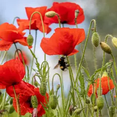 Ein Hummel besucht eine Mohnblume, die giftig ist. Viele Knospen und Blüten sind im Hintergrund zu sehen.