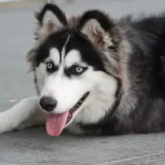 Piękny pies husky z niebieskimi oczami leży na ziemi, wystawiając język.