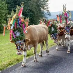 Krowy w barwnych wiankach i wstążkach idą drogą. To tradycyjne święta w Austrii, czas radości i dumy z hodowli.