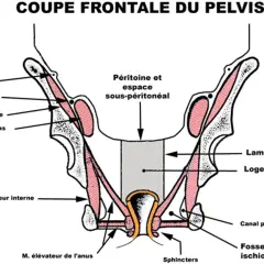 Coupe frontale du pelvis montrant les muscles, nerfs et structures anatomiques. La définition pelvienne est illustrée.