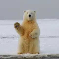 Un oso polar saluda con la pata en la nieve. Es como soñar con osos, ¡un encuentro inesperado y tierno!