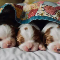 Por qué suspiran los perros y qué revela sobre su bienestar emocional