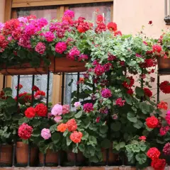 Balkon pełen kwitnących pelargonii w odcieniach różu i czerwieni. Kwiaty na balkon tworzą barwną kaskadę, ozdabiając fasadę budynku.