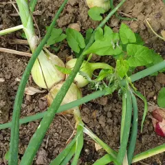 Oignons blancs et rouges en terre, entourés de feuilles vertes.