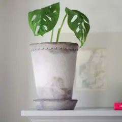 En Monstera Adansonii i en vacker kruka. Bakom syns en karta och en stapel böcker, som om de förbereder sig för en invasion av nya resor och äventyr.