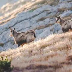 Zwei Gämsen auf einem sonnenbeschienenen Hang im Durmitor Nationalpark.