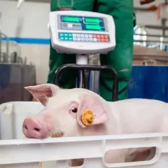 Mała świnka w białym pojemniku czeka na ważenie. Dowiadujemy się, ile waży świnia, dzięki elektronicznej wadze w tle.