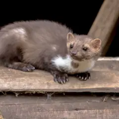 Młoda kuna, która może być naturalnym wrogiem kuny, siedzi na drewnianej desce.