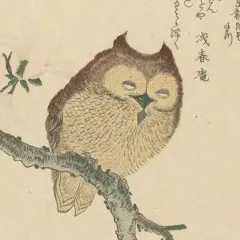 Eine Eule sitzt auf einem Ast, umgeben von Kirschblüten. Dieses Bild könnte man nutzen, um ein **gif erstellen** zu lassen, das die Eule lebendig werden lässt.