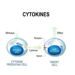 Ilustracja wyjaśnia, czym są cytokiny: komórka produkująca cytokiny reaguje na bodziec, uwalniając cytokiny, które działają na komórkę docelową, aktywując gen.