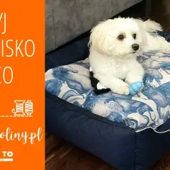 Samodzielne legowisko dla psa z poduszki? Prosty poradnik DIY!