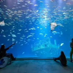 Największe oceanarium w Niemczech: Ozeaneum w Stralsundzie czeka na Ciebie