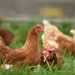 Galline brune razzolano felici in un prato verde, simbolo di un autentico allevamento polli all'aperto.