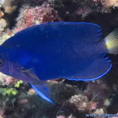 Un vibrante pez ángel azul eléctrico nada entre corales. Su cuerpo es de un azul intenso, con bordes azules y una cola amarilla.