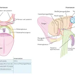 Anatomia podniebienia miękkiego: mięśnie unoszące i napinające, język, trąbka Eustachiusza.