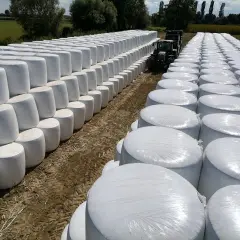 Ampia distesa di balle di fieno bianche, disposte in file ordinate. La struttura della pianta è evidente, con un trattore verde sullo sfondo.