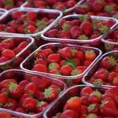 Mnóstwo świeżych truskawek w plastikowych opakowaniach. Sprawdź aktualne ceny warzyw i owoców Bronisze, by kupić te pyszności!