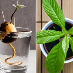 En avokadokärna med rötter i ett glas vatten till vänster, och en ung avokadoplanta med gröna blad i en kruka till höger. En vacker illustration av hur man kan odla avokado.