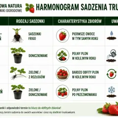 Harmonogram sadzenia truskawek: sadzonki frigo marzec-kwiecień (owoce w tym samym roku), doniczkowane maj (pełny plon w kolejnym roku), zielone z rozłogów lipiec-sierpień (bardzo obfity plon w kolejnym roku), zielone doniczkowane wrzesień (pełny plon p...