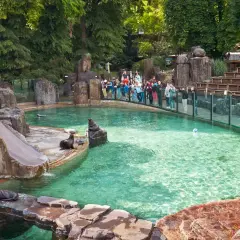 Foki w zoo, wspaniałe czeskie atrakcje dla dzieci. Widownia obserwuje zwierzęta w basenie ze zjeżdżalnią.